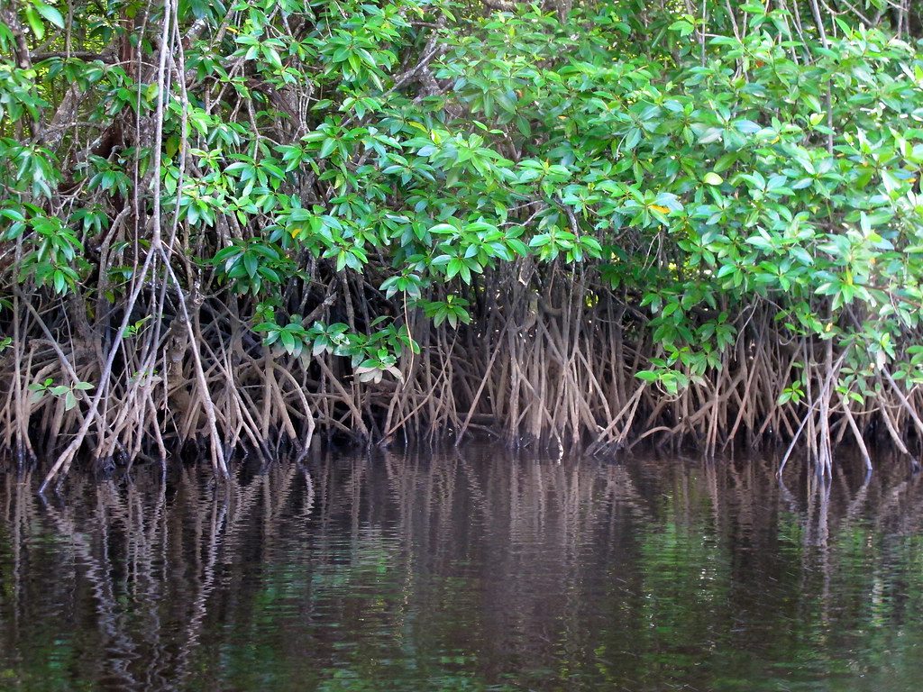 Spoznávajte mangrovy na kajakoch.