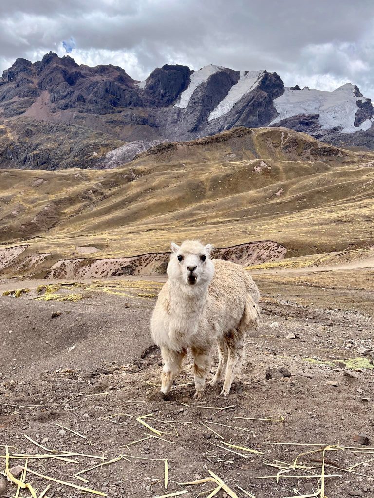 Lama počas výstupu na Dúhovú horu.