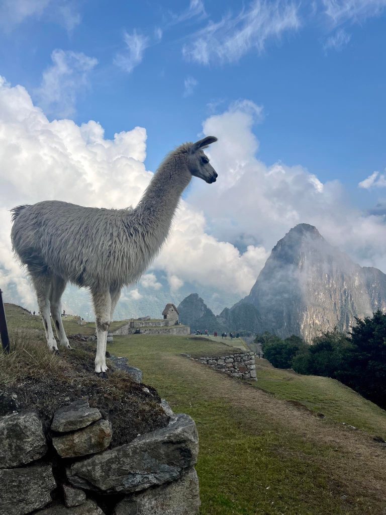 Lamy sa voľne pohybujú po areály Machu Picchu.