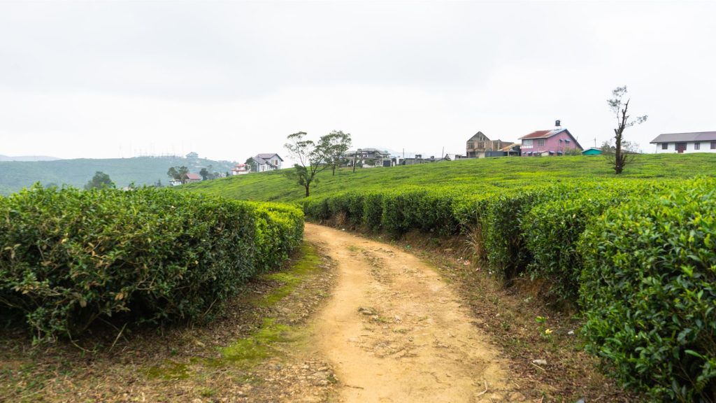 Cesty cez čajové plantáže v Nuwara Eliya. 