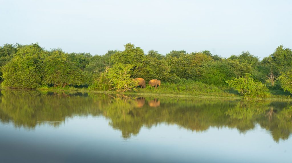 Ak túžite vidieť slony vo voľnej prírode, národný park Udawalawe je miesto, kde ich môžete pozorovať.