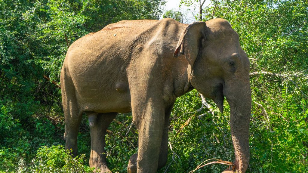 Stretnutie so slonov v NP Udawalawe na Sri Lanke.