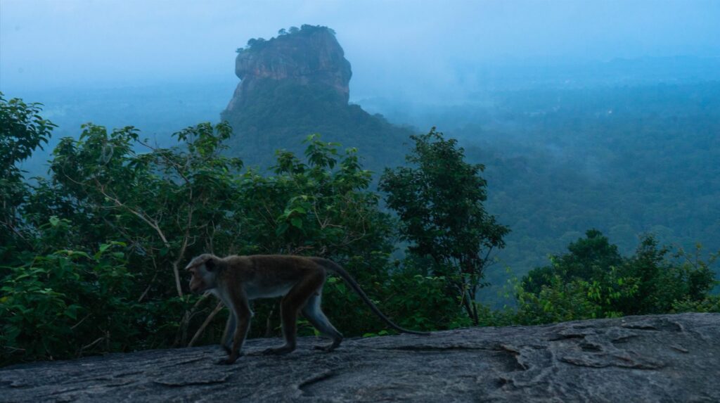 Opica na skale Pidurangara rock, Dambulla. 