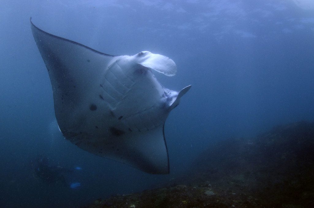 Manta point na Nusa Penide.