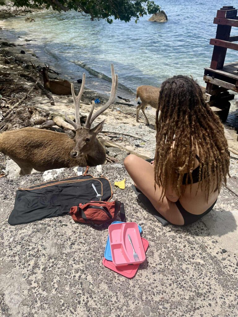 Deer island pri ostrove Menjangan na Bali.