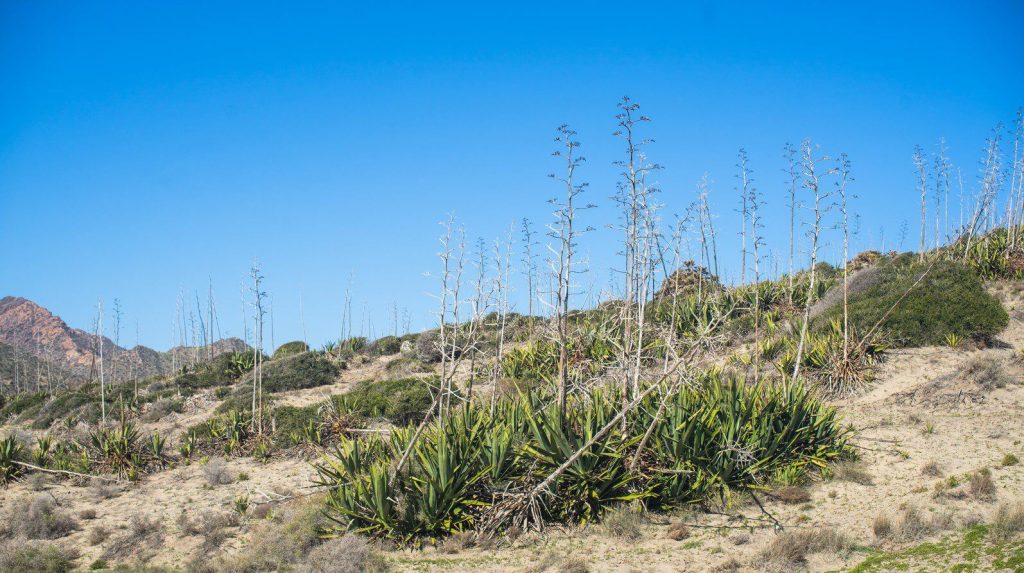 V nehostinnom prostredí Cabo de Gata sa dobre darí aj sukulentom a kaktusom.