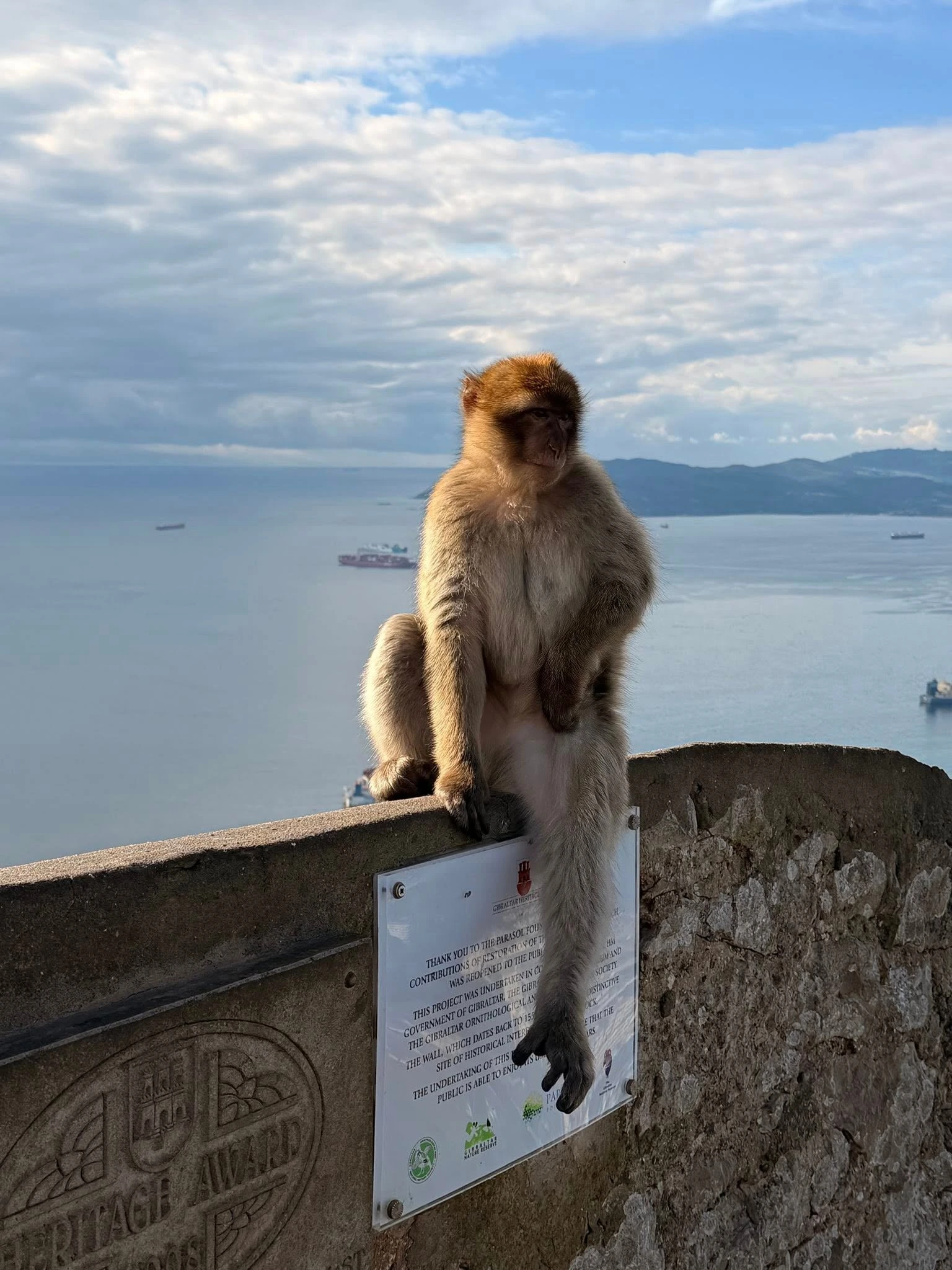 Gibraltár: 21 vecí, čo vidieť za jeden deň 17 Divoko žijúce makaky sú jedny z najzaujímavejších vecí, čo vidieť v Gibraltári.